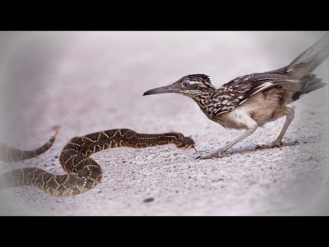 Ave mata cascavel sem dó, confira!