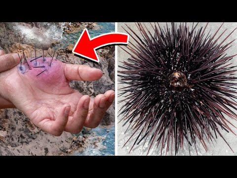Most Dangerous Animals On The Planet