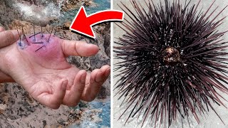 Most Dangerous Animals On The Planet