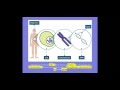 Exploring Genetics and Heredity Concepts