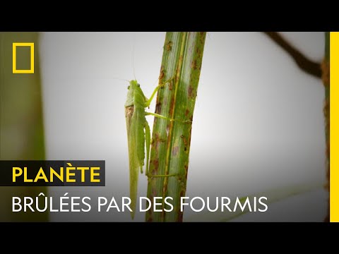Des sauterelles se brûlent en mangeant des fourmis de feu