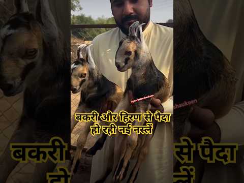 GOAT ❌ CROSS GAZEL #goat #animals #farming #pets #deer #gazel #cow
