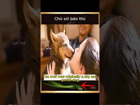 [Review Film] Chó sói báo thù