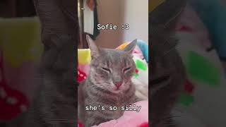 Sofie :D #catshorts #cat #cutecat #kittenlove #catvideos #catlife