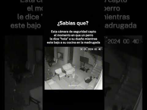 Perro habla como humano 💀☠️ #soloparanormal #funny #funnyvideos