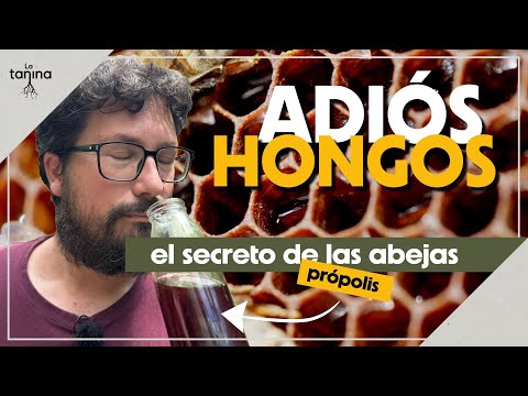 PRÓPOLIS: Guía completa para la huerta 🐝 Cómo hacer TINTURA y sus usos