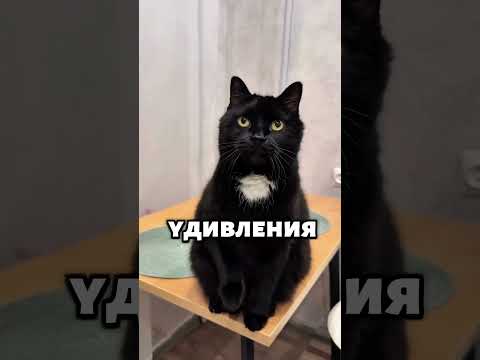 Кошка удивила весь интернет