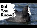 Coots: Nesting, Lifespan, and Diet