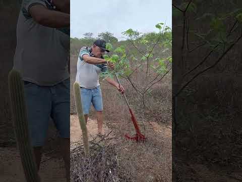 demonstração da ferramenta que eu fiz, arranca tudo #agro #criativo