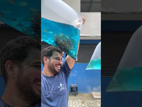 Papai Noel comprou muitos peixes para o natal 🐟✨ #agro #peixes #piscicultura #carpa #pesca