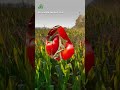 Digital Agriculture and Plant Health
