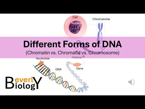 Chromosomes vs Chromatids vs Chromatin (Different Forms of DNA)