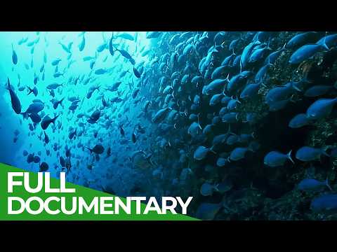 The Big Blue - Ocean Stories from Down Under | Episode 3 |&#160;Free Documentary Nature