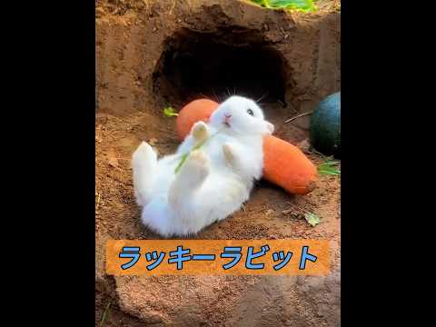これは幸運をもたらす小さな白いウサギです。 #animals #動物