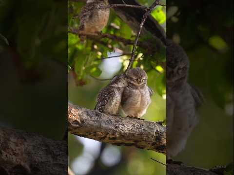 Cutest Thing on the Internet Today π¦π Owl Couple Vibes #viral #youtubeshorts #shorts