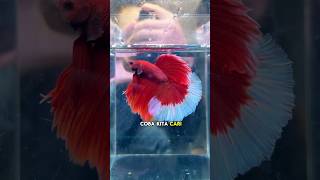 CUPANG SPESIAL MERAH PUTIH CUMA DI @fishkinianaquaticdaily  #shorts #bettafish #fishkinian #capcut