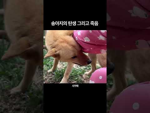 송아지의 탄생… 그리고 죽음…