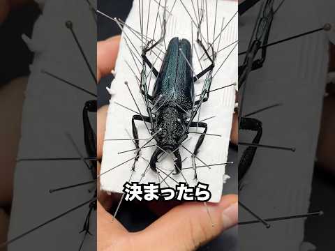 真っ青なカミキリ #昆虫 #標本