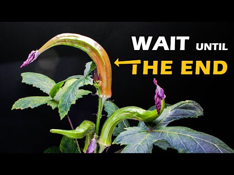 Red Lady's Fingers (Okra) Growing Time Lapse