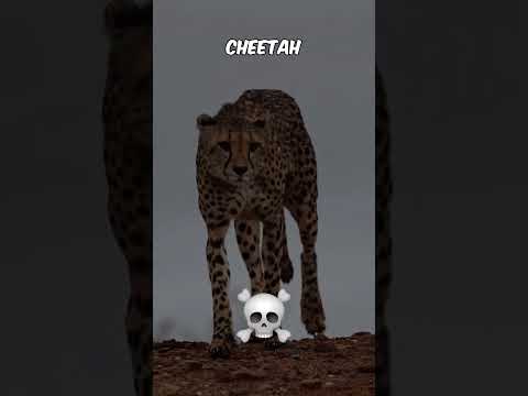Big Cat Transformations 💀