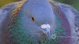 Busting Myths About Pigeon Racing!