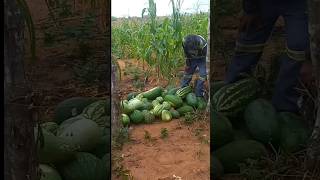 vida na roça e as riquezas do homem do campo #videonovo #agro #shorts2