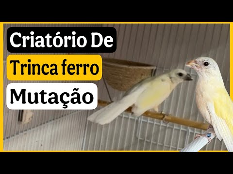 Criatório De Trinca-Ferro Mutação: Um Show de Cores e Canto! 🔥