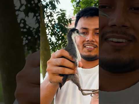 উদ্ধার করা ডাহুক পাখির বাচ্চা ফিরল বনে | Rescued Bird #ornofpets