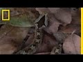 Defensive Strategies of Unique Snakes