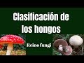 Hongos: Estructura y Funciones