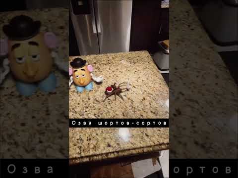 Пауки с приветом 2 🕷️🦂😂🤣 | Sondoll Shorts (смешная озвучка) #spider #scorpion #shorts