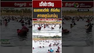 மீன்பிடி வலையில் சிக்கிய சாரைப்பாம்பு #shorts