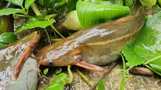 Catching Climbing Perch Fishing in rainy weather | Daily Life Fishing in Rainy Season #fishing