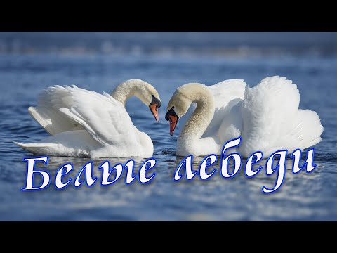 Обалденная песня и голос. Вы только послушайте БЕЛЫЕ ЛЕБЕДИ Сергей Одинцов