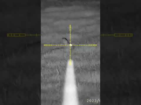 Rabbits Get A TWACK From The Fx Impact Mk3