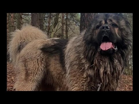 DANGEROUS CAUCASIAN SHEPHERDS🛑