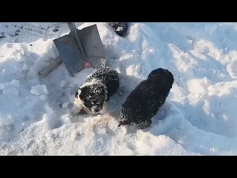 -20°C snowstorm,two stray puppies were frozen in the snow,a man carefully dug them out with a shovel