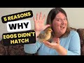 Hatch Rate and Incubation Insights