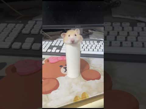 재미있는 햄스터🐹🤣#햄스터