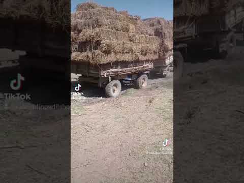 т40 трактор зверь #т28 #t40 #mtz #yumz #mtz80 #mtz82 # сельхозтехника # DamirAgroDizel