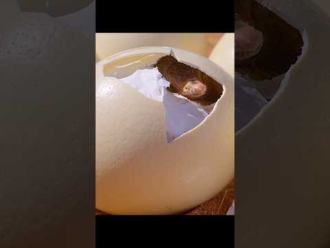 Calling through the eggshell. Come out or you'll be in danger.#video #wildlife #animals