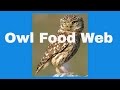 Understanding the Owl Food Web