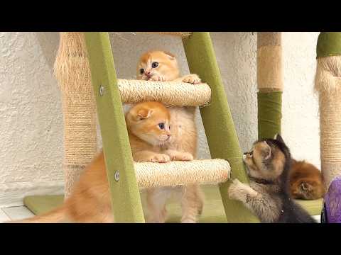 Adorable kittens having fun together – Playtime full of cuteness!