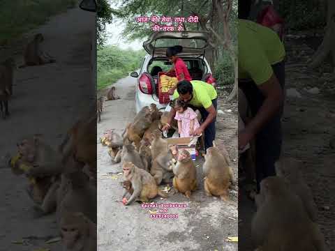 आज की सेवा राधा दीदी की तरफ़ से #monkey #youtubeshorts #animals