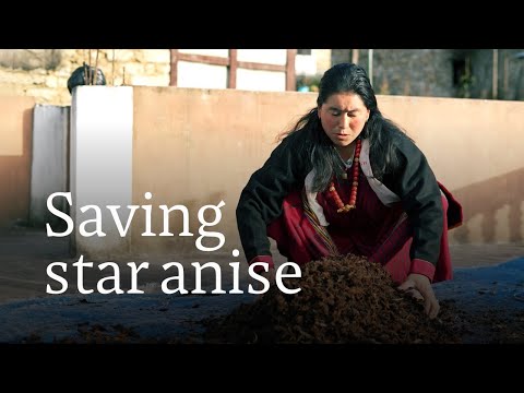 YouTube video thumbnail: Why is Star Anise Disappearing From Northeastern India?