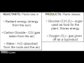 Photosynthesis Concepts and Processes