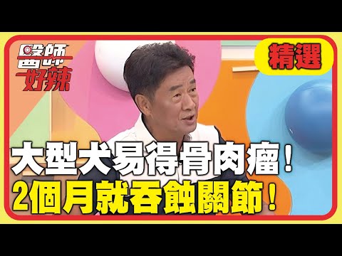 大型犬易得「骨肉瘤」！2個月就吞蝕關節！【#醫師好辣】20250622 EP1734 精選
