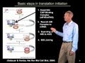 Translation Process in Eukaryotic Cells
