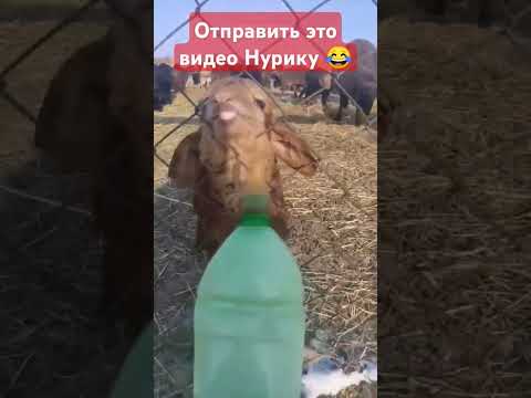 Кушать или нет Нурика 😂😂 #rek #funny #футбол #смешныявідэа #magic #volleyball #prank #challenge #mem