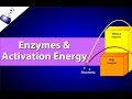 Exploring Enzymes and Activation Energy